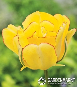 Gefüllte Tulpe Akebono 5 St.