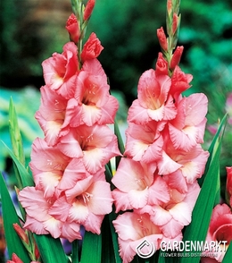 Gladiolus Gladiole Spic and Span 5 St.