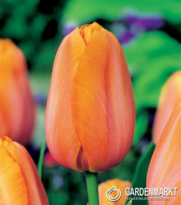 Tulpe Triumph Dordogne 5 St.
