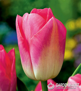 Tulpe Triumph Dynasty 5 St.
