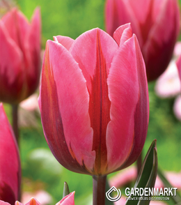 Tulpe Triumph Bicolour Pretty Princess 5 St.