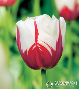 Tulpe Bicolor World Expression 5 St.