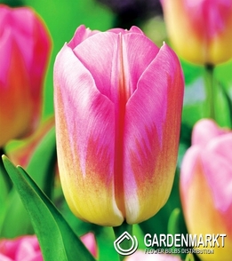 Tulpe Bicolor Tom Pouce 5 St.