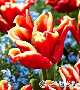 Tulpe Exklusiv  Elegant Crown 5 pcs