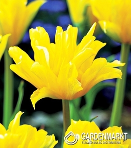 Tulpe Exklusiv  Yellow Spider 5 pcs