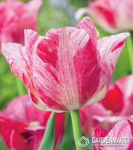 Tulpe Exklusiv  Hemisphere 5 pcs