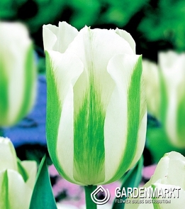 Tulpe Exklusiv Green Spirit 5 pcs