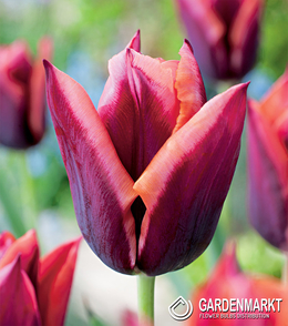 Tulpe Exklusiv  Muvota 5 St.