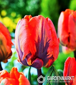 Tulpe Exklusiv Irene Parrot 5 pcs