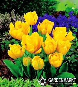 Tulpe Exklusiv  Yellow Baby 5 pcs