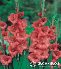 Gladiolus Gladiole Deciso 5 St.