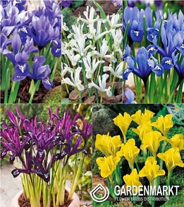 Eingestellt Iris Reticulata