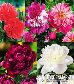 Eingestellt Pfingstrose Paeonia "4" I Wahl