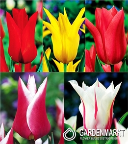 Eingestellt Tulpe Lilyflowering 2