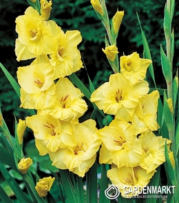 Gladiolus Gladiole Joyeuse Entree 5 St.