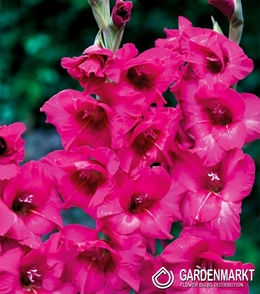 Gladiolus Gladiole Kazimir 5 St.