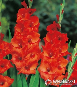 Gladiolus Gladiole Wig's Sensation 5 St.