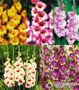 Eingestellt Gladiolus Gladiole Mehrblütige "15" 12/14