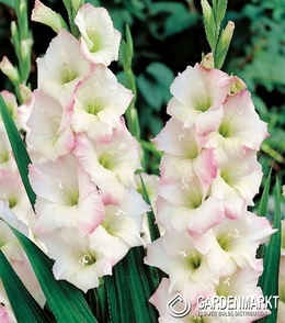 Gladiolus Gladiole Cream Perfection 5 St.