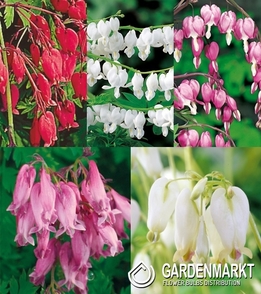 Eingestellt Stauden "5"