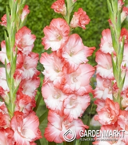 Gladiolus Gladiole Pink Lady 5 St.