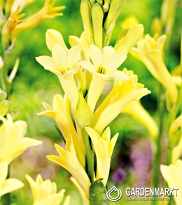 Polianthes Tuberosa - Yellow Baby 1 St.