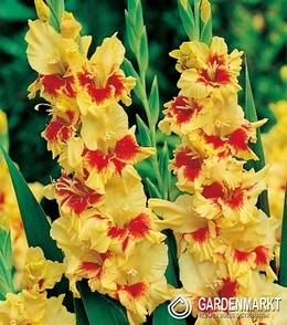 Gladiolus Gladiole Yester 5 St.