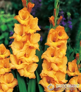 Gladiolus Gladiole Ovatie 5 St.