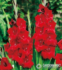Gladiolus Gladiole Magma 5 St.