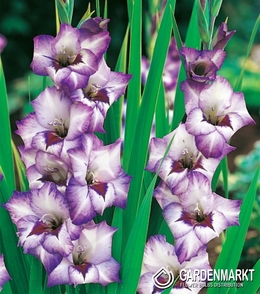 Gladiolus Gladiole Vista 5 St.