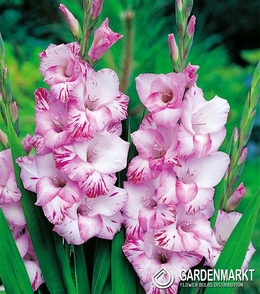 Gladiolus Gladiole My Love 5 St.