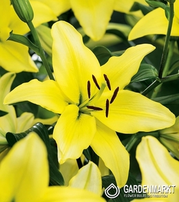 Asiatische Lilie Yellow Power 1 St.