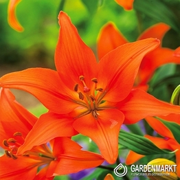 Asiatische Lilie Orange Ton 1 St.