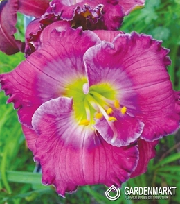 Hemerocallis Taglilie Lavender Blue Baby 1 St.