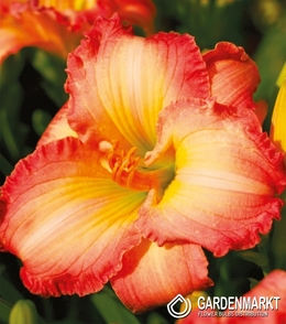 Hemerocallis Taglilie Frosted Vintage Ruffle 1 St.