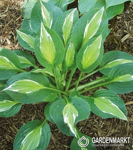 Hosta - Funkia Snake Eyes 1 St.