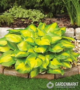 Hosta - Funkia Banana Bay 1 St.