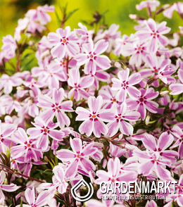 Phlox-Flammenblume Candy Stripes 1 St.