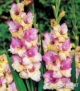 Gladiolus Gladiole Mon Amour 5 St.