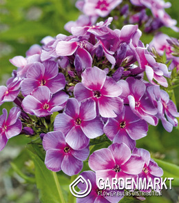 Phlox-Flammenblume Swirly Burly 1 St.