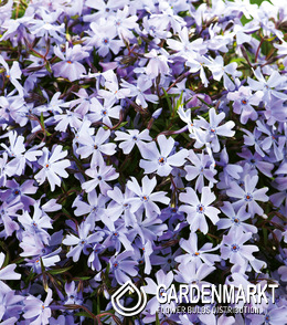 Phlox-Flammenblume Emerald Blue 1 St.