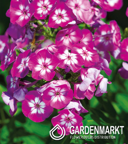 Phlox-Flammenblume Sweet Summer Fantasy 1 St.