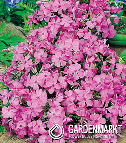 Phlox-Flammenblume Daniels Cushion 1 St.