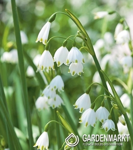 Leucojum Gravetye Giant 3 St.