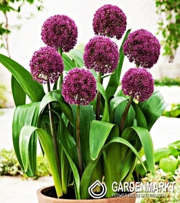 Zierlauch Allium Ostara 1 St.