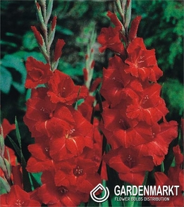Gladiolus Gladiole Victor Borge 5 St.