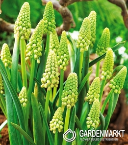 Bellevalia Pycnantha Green Pearl - Muscari 5 St.