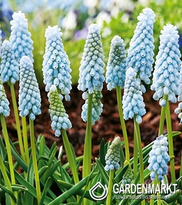 Muscari Neglectum Baby's Breath 10 St.