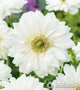 Anemone Mount Everest 10 St.