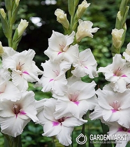 Gladiolus Gladiole Claudy 5 St.